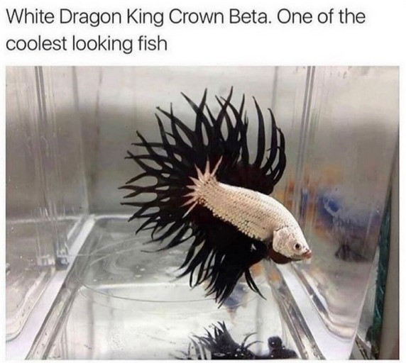 White dragon king sales crown betta fish